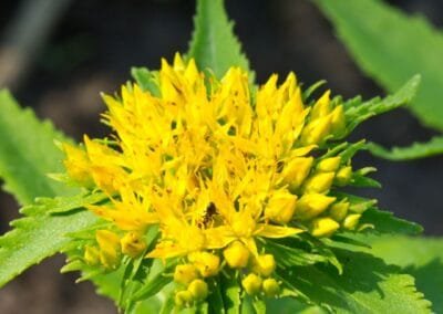Rhodiola Rosea