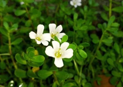 Bacopa Monnieri